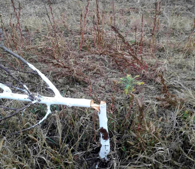 Ником се нисам замерио, нити учинио било шта нажао, не могу да верујем шта ме је снашло: Сурдуличанин у шоку, посекли му 150 стабала шљива!
